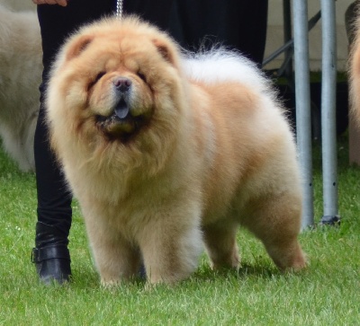 du lee-dou des thitounes - 2013 :BEST IN SHOW : FUN CREAM DU LEE DOU DES THITOUNES