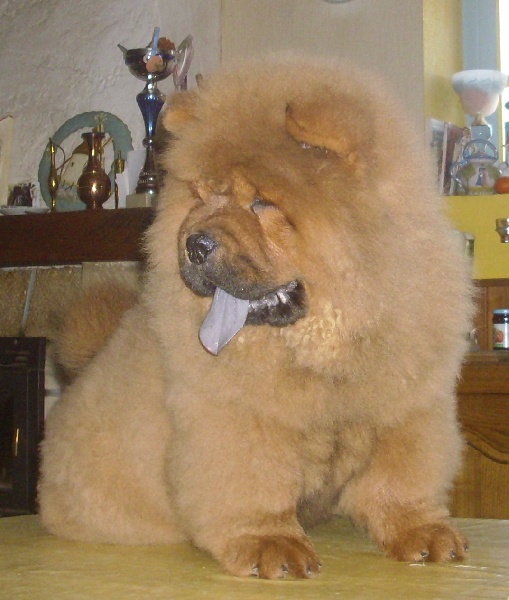 Chiot Chow Chow du lee-dou des thitounes